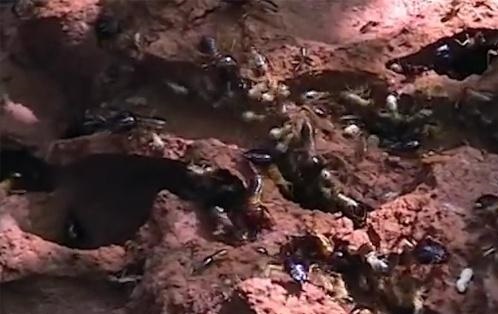 以白蟻為主食的矮人部落