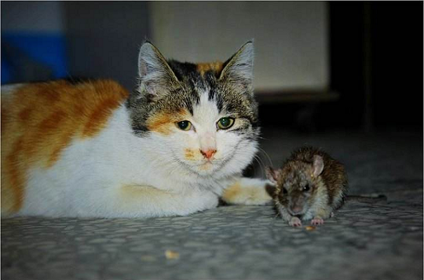 貓改變了老鼠的行為